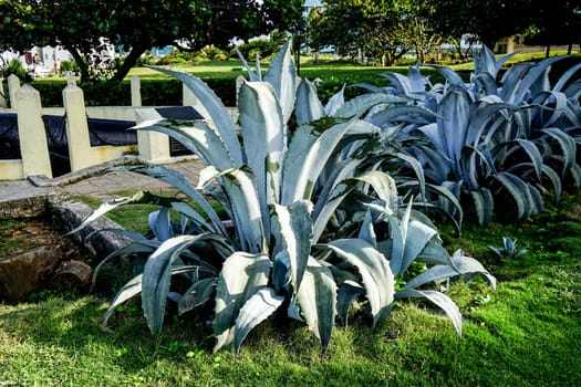 large agave cactus growing outdoors in sunshine