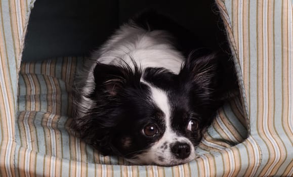 accessories dog chihuahua. Small black and white Chihuahua dog lying in her dog basket