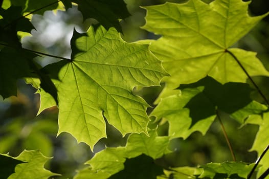 Green maple leaves in the wood at spring time