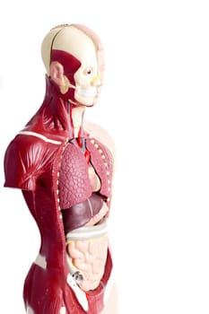 Human anatomy model used for teaching students and patients about the body&#39 s vital organs of teachers and doctors