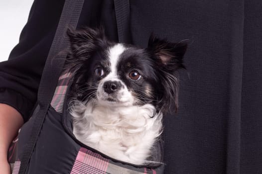 accessories dog chihuahua. Small black and white Chihuahua dog carried by her owner in a dog bag