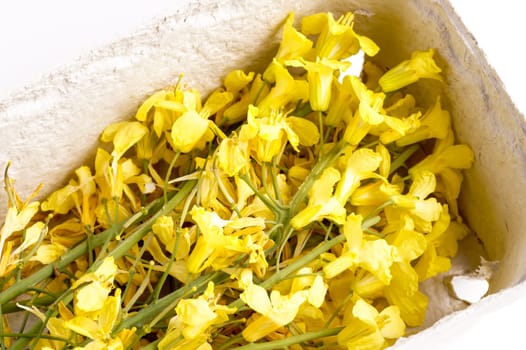 Edible cabbage flowers Herb used for both cooking, alternative medicine and aromatherapy. Great ingredients in the New Nordic cuisine