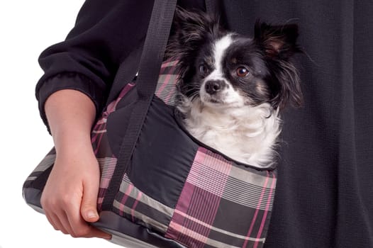 accessories dog chihuahua. Small black and white Chihuahua dog carried by her owner in a dog bag