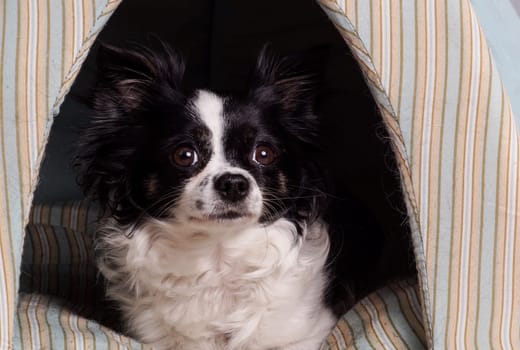 accessories dog chihuahua. Small black and white Chihuahua dog lying in her dog basket