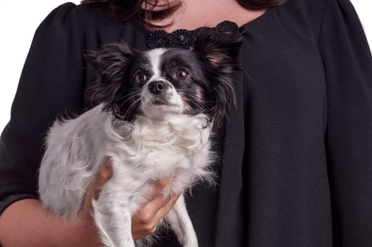 accessories dog chihuahua. Small black and white Chihuahua dog carried by her owner in the arm