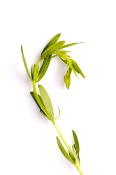 Hyssop herb leaf used for both cooking, alternative medicine and aromatherapy. Great ingrediens in the New Nordic Culinary