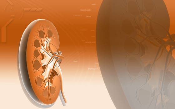 Digital illustration of Cross Section kidney in colour background