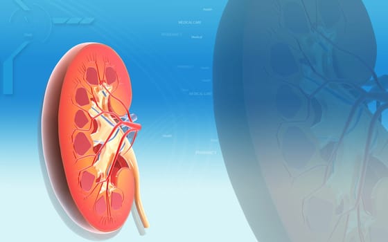 Digital illustration of Cross Section kidney in colour background