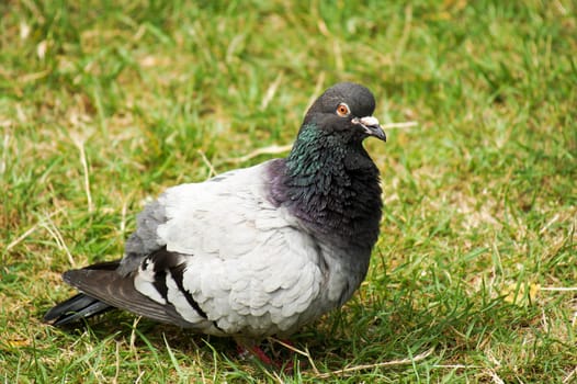 Commen Rock Pigeon sitting in the park&#39 s grass and coo