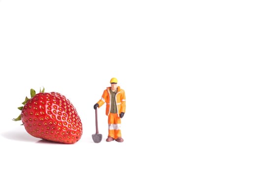 Fresh organic red Strawberry, with standing worker, isolated on white