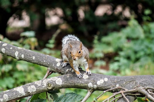 The squirrel sitting on a branch in the park and is wary of dangers