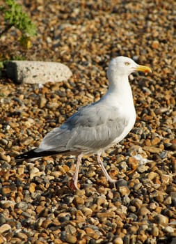 Seagull walking around on a rocky beach