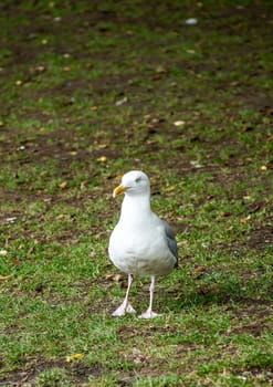 Seagull walking around on a green grass lawn