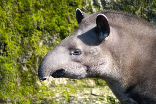 Head of Tapir, the South American Tapir
