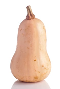 Organic Butternut Squash isolated on white background