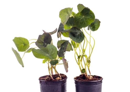 edible Tropaeolum majus leaves, nasturtium leaf, used for garnish on food, isolated on white