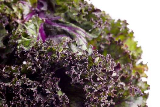 Bunch of Organic Red kale, close up