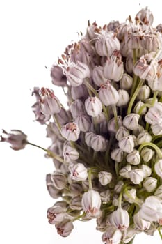 edible flower from the plant leek, Allium porrum, isolated on white