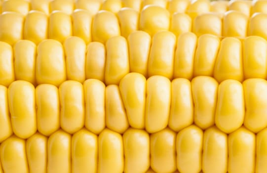 Fresh healthy organic Corncob ready for eating and cooking