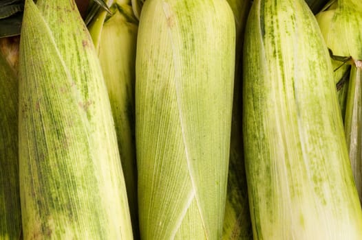 Healthy organic fresh Corncob, ready for the farmers marked