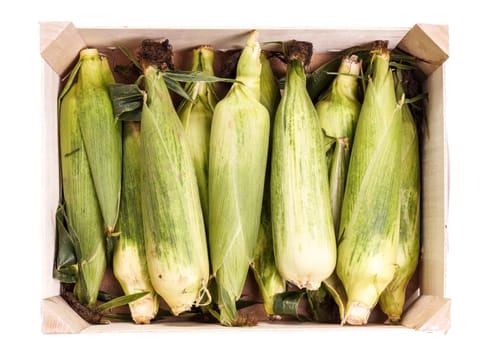 Healthy organic fresh Corncob, ready for the farmers marked