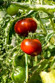 Red Organic tomatoes hanging on tomato plant