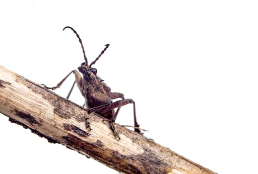 Insect bug sitting on a branch. Isolated on white with copy space