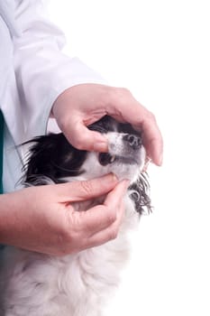 Vet and Dog, Chihuahua. The veterinarian exams the dog for checking its health. The doctor checks the dogs teeth