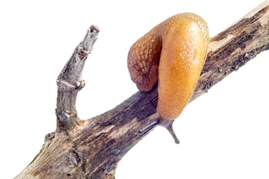 snail slug sitting on a branch. Isolated on white with copy space