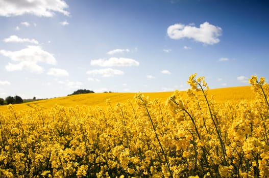 Yellow Canola field, Rape field. Blue cloudy sky, agriculture background. Spring nature landscape.