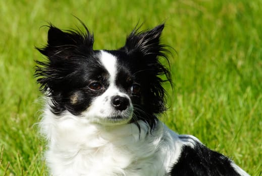 Chihuahua dog, on the green grass, with copy space