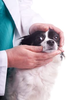 Vet and Dog, Chihuahua. The veterinarian exams the dog for checking its health