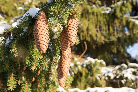 Cones in Spruce Tree with snow on the twigs.