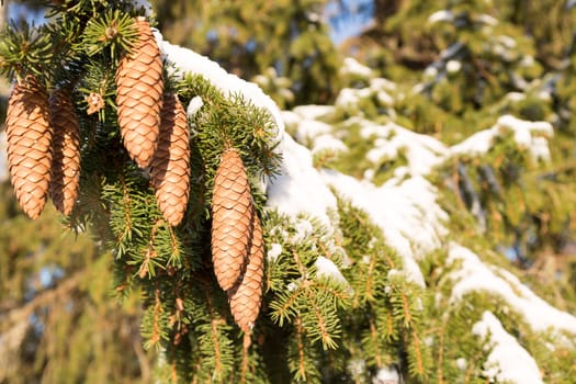 Cones in Spruce Tree with snow on the twigs.