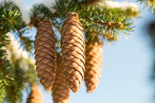 Spruce Tree Cones close up.