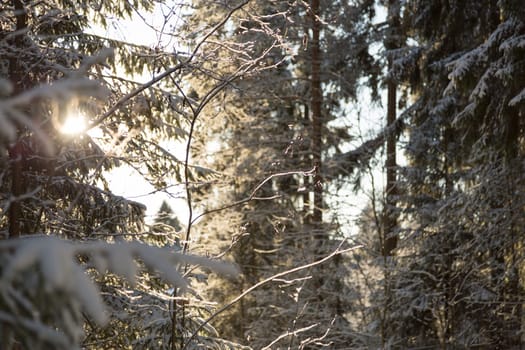 Winter Forest with Sunlight. Covered in Snow.