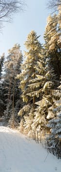 Forest in Winter in Sweden.