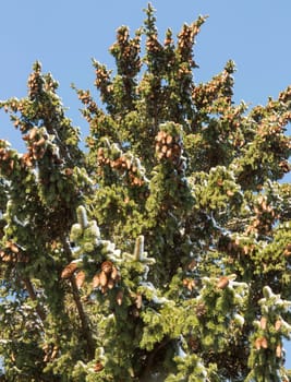 Spruce Tree with Cones and Snow taken from below.