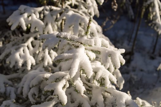 Small Spruce Tree Covered in Snow.