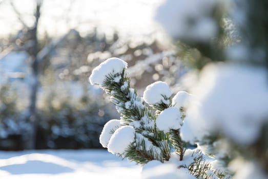 Snow Covered Spruce Twig close up.
