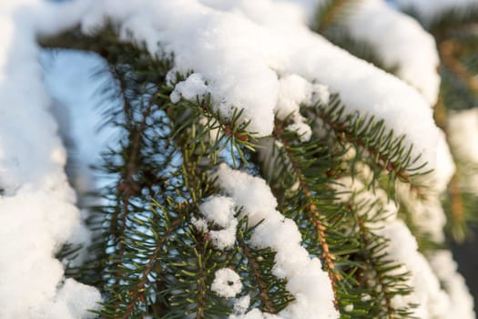 Snow on Spruce Twigs close up.