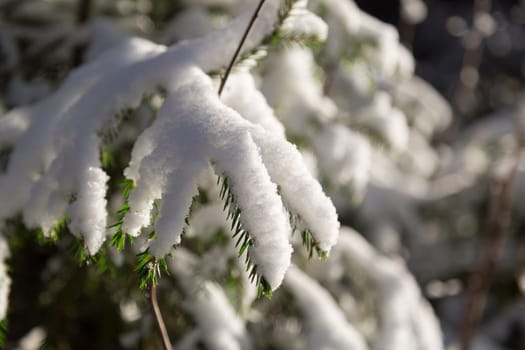 Spruce Twigs Covered in Snow close up.