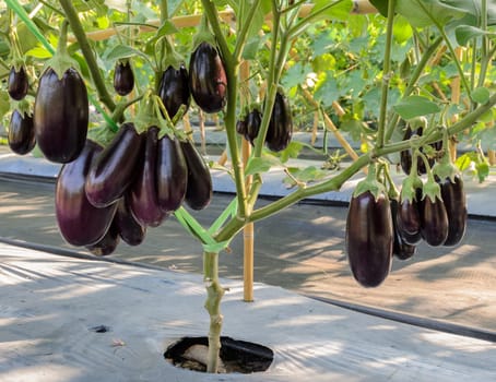 Purple eggplant plantation in the garden with plastic film placed over the ground