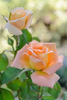 Pink hybrid rose in the garden