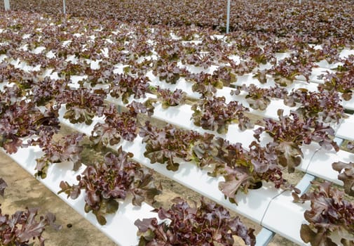 Hydroponic red oak leaf lettuce vegetables plantation in aquaponics system