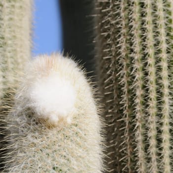 cacti in the open land