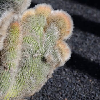 cacti in the open land