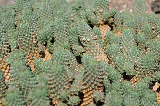 cacti in the open land