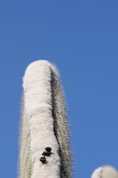 cacti in the open land