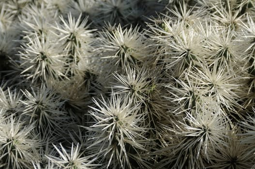 cacti in the open land